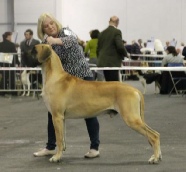 Ir.Ch.Lisvane Harlem Shuffle with Nerakdane CW'13